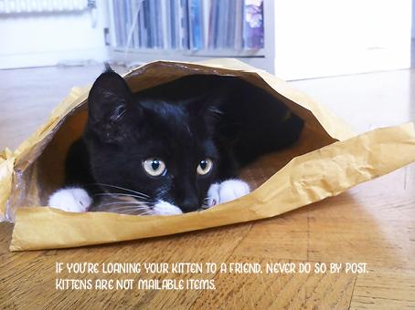 graffeg_books's tweet image. Remember: never mail your kitten. graffeg.com/product/kitten…
