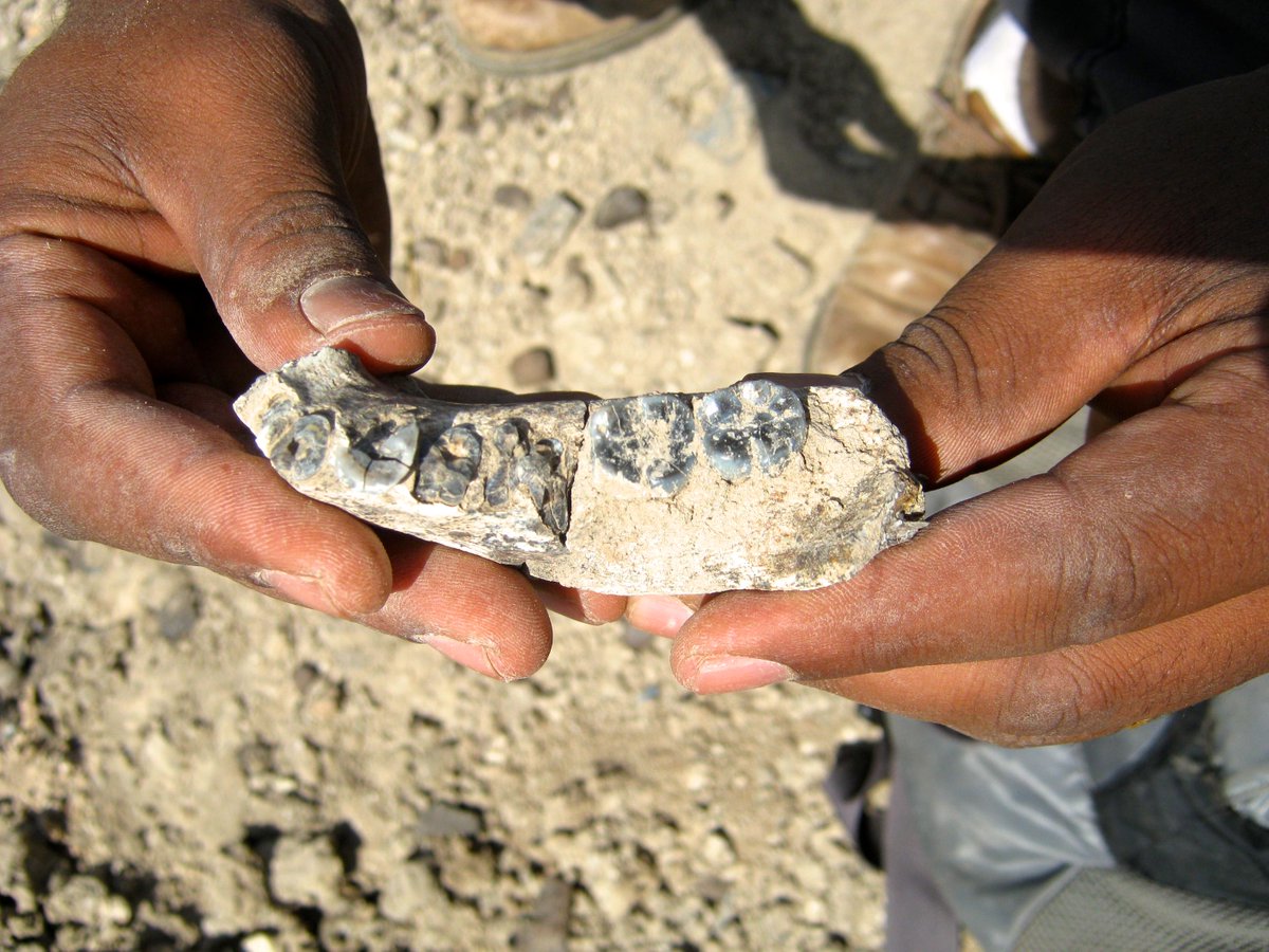 HumanOriginsASU's tweet photo. @ASU's W Kimbel & anthro grad student Chalachew Seyoum talk #humanfossil discovery #AZHorizon http://t.co/rQmINXUinZ http://t.co/261INpZIO0