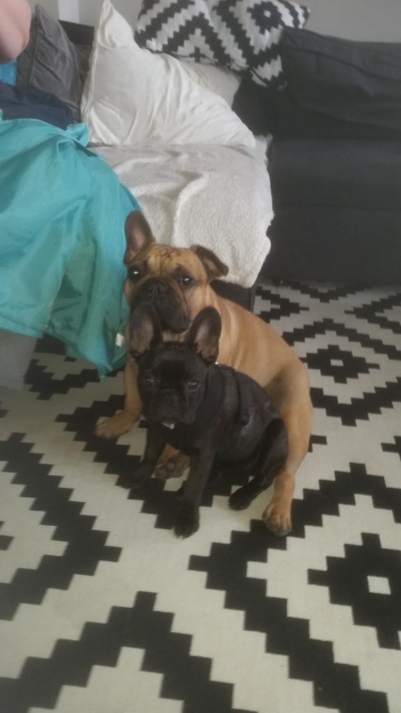 mpkbear's tweet image. Dogs want to go walkies...#parklife