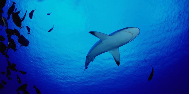 Permalink til innebygd bilde