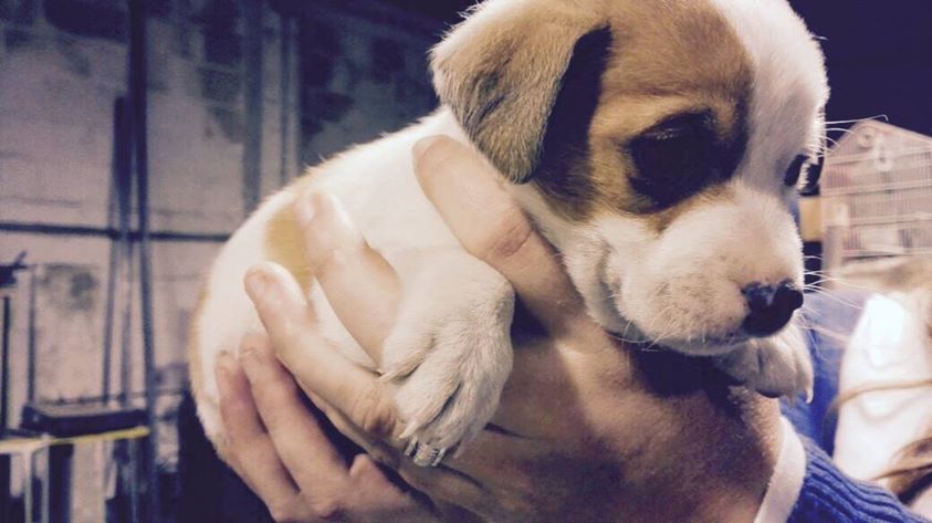 LASAnimal's tweet photo. https://t.co/Xj8aASgLGK #TAPÓN, BEBÉ DE 1 MES SOLITO POR LA CARRETERA!! Un voluntario casi le atropella, EN ADOPCIÓN! http://t.co/xrHGh8kkSn