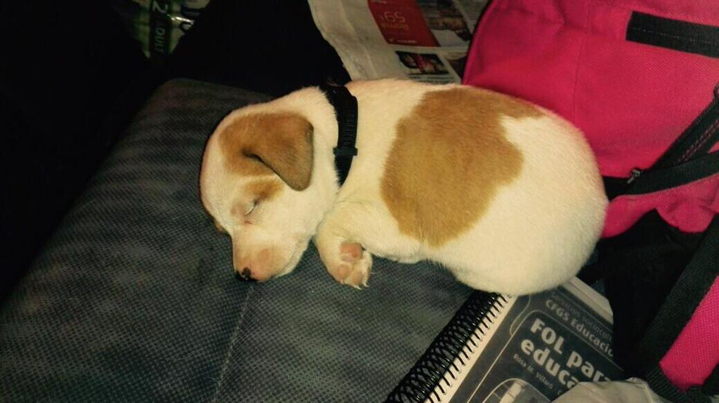 LASAnimal's tweet photo. https://t.co/Xj8aASgLGK #TAPÓN, BEBÉ DE 1 MES SOLITO POR LA CARRETERA!! Un voluntario casi le atropella, EN ADOPCIÓN! http://t.co/xrHGh8kkSn