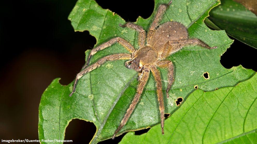 ABC's tweet image. Woman finds world's most venomous spider on bananas she bought at store: abcn.ws/18HkF46