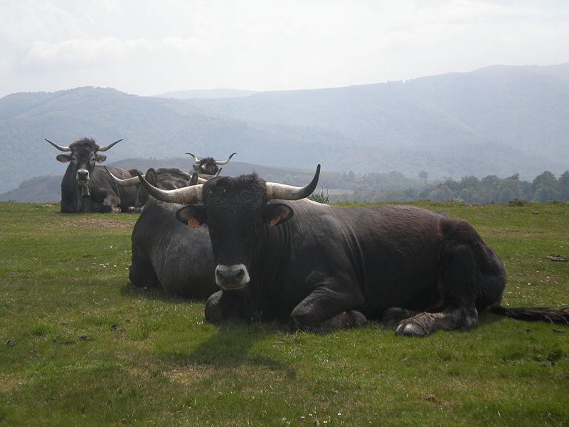 razasdelmundo's tweet photo. Tudanca es una raza rústica de Cantabria, España! #razasdelmundo http://t.co/AwnkGpqOqn