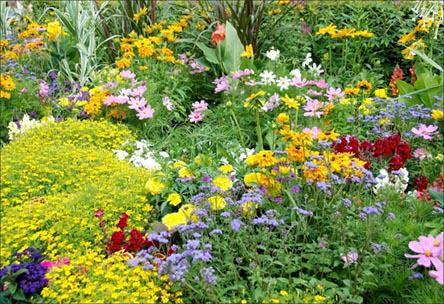 ApprovedTrader's tweet photo. Need help choosing what flowers to plant in your flower bed http://t.co/2aFXRHbvLd http://t.co/Czh89hInhI