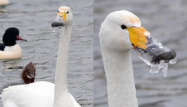Mystraht's tweet image. Ce cygne ne pourra pas manger avant un moment ! #insolite #glace #cygne