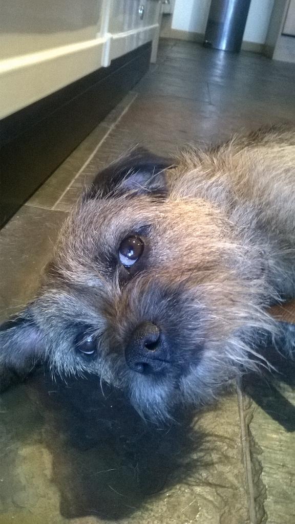 Miss Fizzy tweet media