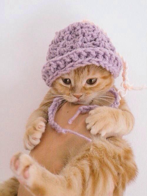 nekoko108's tweet photo. ♡あったかいんニャから♡
 #猫 https://t.co/rXVHsO9DM4