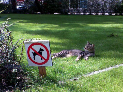 comunicafelina's tweet photo. Si es que #losgatosmolan #esoesasi #catlife http://t.co/iH31IXRr1O