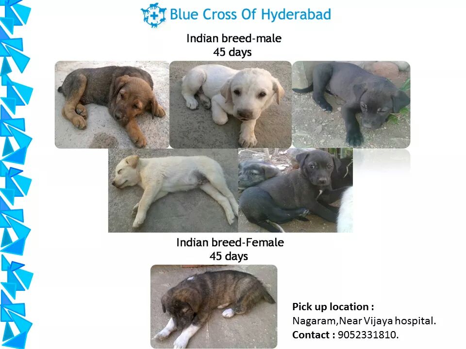 IndianBreedDogs's tweet photo. RT.Indian Breed Puppies adoption alert in Hyd&amp;free of cost.
@LAVANYA__T @Charmmeofficial @Amala_ams @ReginaCassandra http://t.co/jLi9HFr7dO