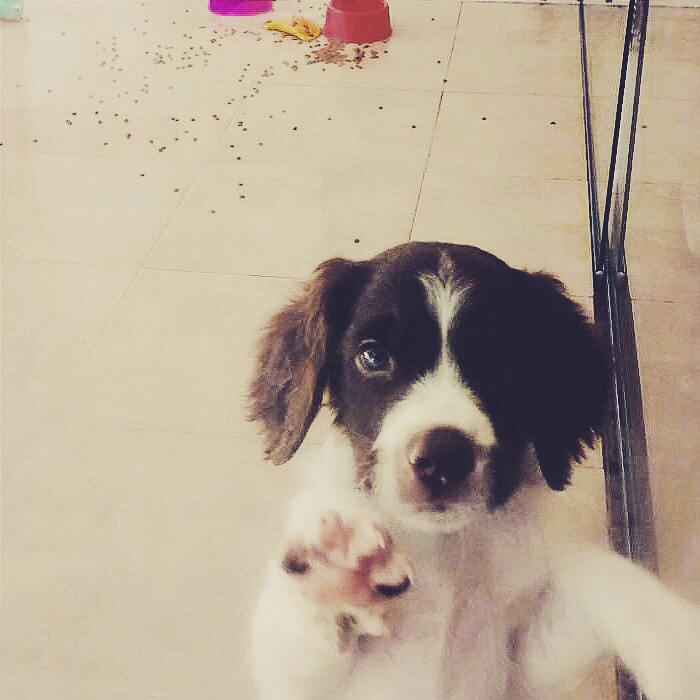 petpoint_ok's tweet image. Selfi de BRETON! Veni a conocerlo a nuestra sucursal de Champagnat!