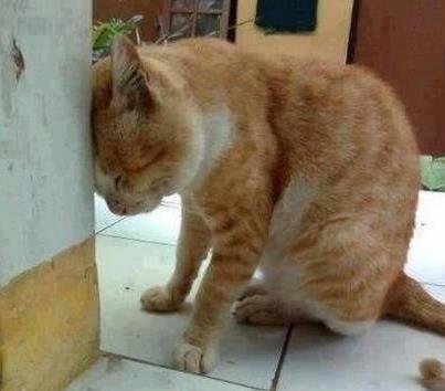 Посмотреть изображение в Твиттере