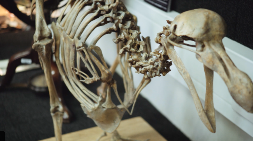 ChristiesInc's tweet photo. Video: A dodo skeleton, billion year-old fossils, T-Rex's birth certificate &amp; more #CSK40 http://t.co/ylHq3iL78U http://t.co/JVsCDOo1Fc