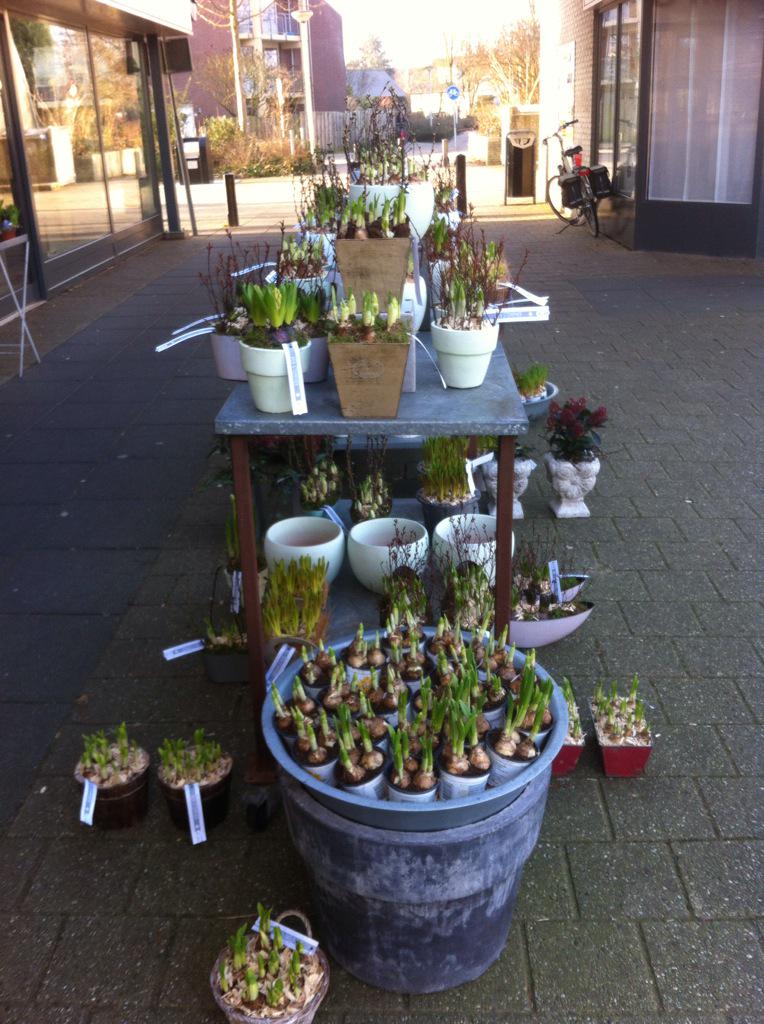 benstempher's tweet image. Het weekend staat weer voor de deur met mooi lente weer, dan kunnen de voorjaarsbolletjes niet ontbreken!!