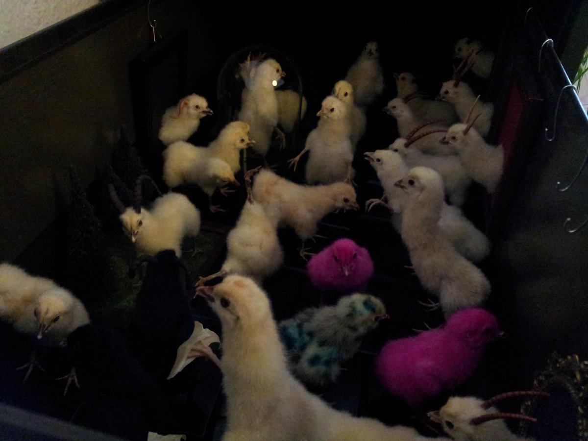 CaspersCreature's tweet image. It's a little army of chickens living in my drawer! #taxidermy