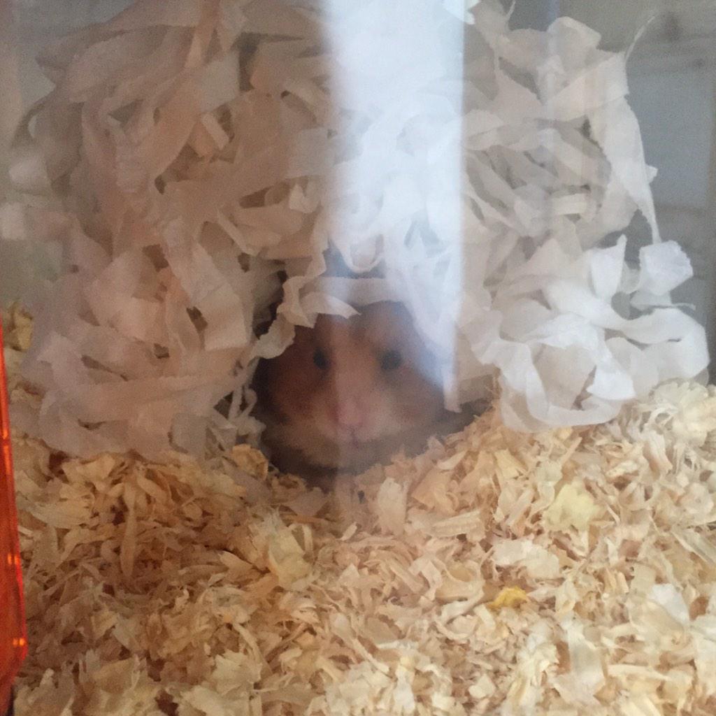 stampylongnose's tweet photo. My hamster keeps trying to copy my hair style. http://t.co/LMkMMzLm6j