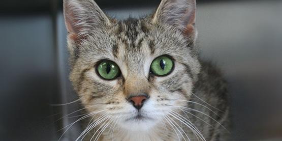 Thinking about adopting a new #pet? Learn more about <a href="/PetFinder/">Petfinder</a>: bit.ly/1M6ISxE