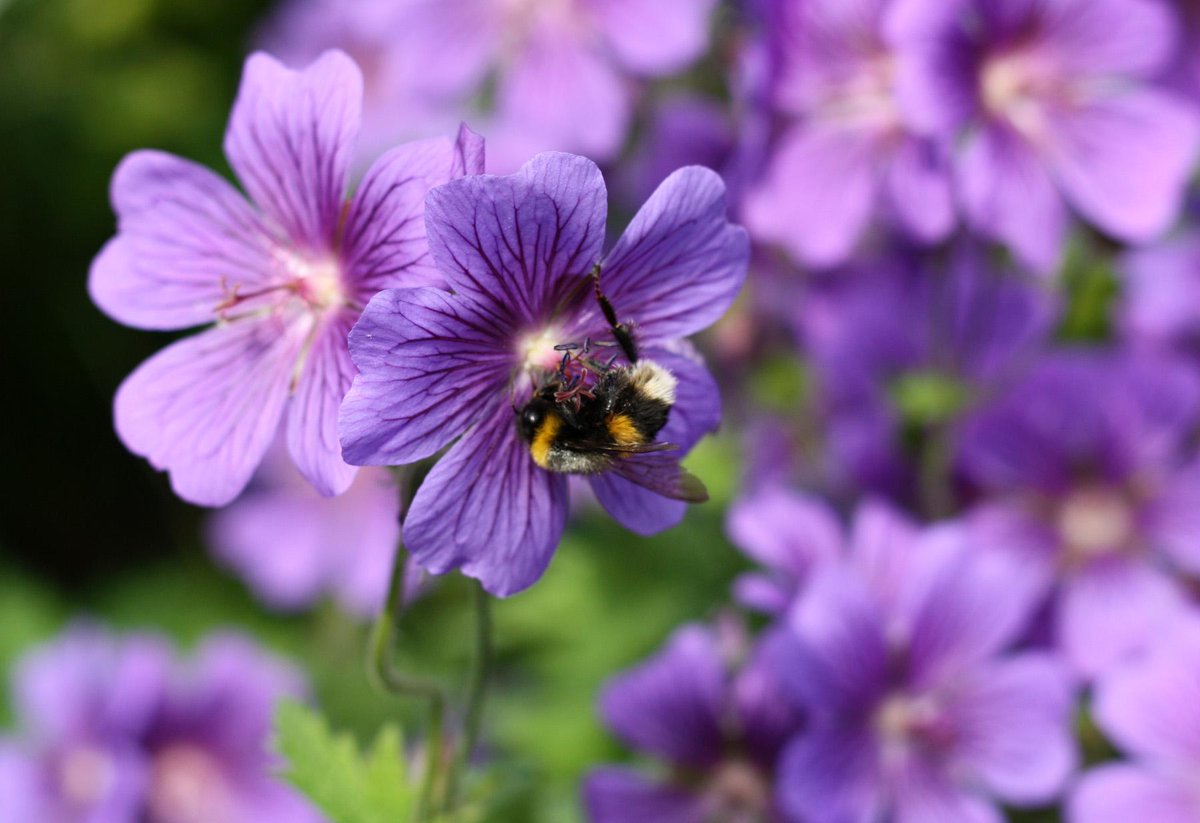 Did you know that in some cultures the bees are symbol of the sweetness of love #bees #love #sweetcharm