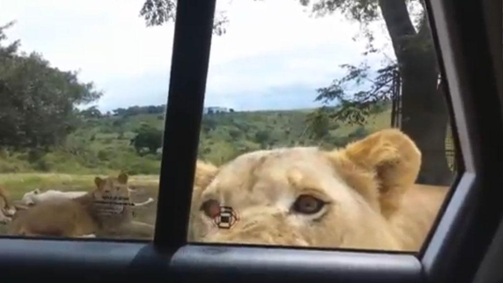 MYTF1News's tweet photo. Les lions savent-ils ouvrir les portes de voiture ? Vidéo. http://t.co/3slTlA6a8u #zapnet @ThibaudVezirian http://t.co/D19IVoHfn5
