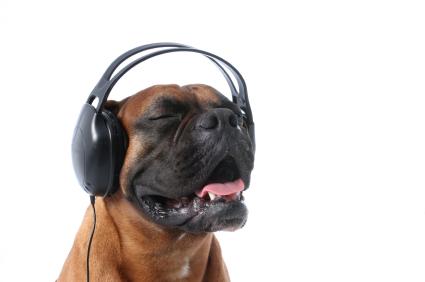 Arts4LA's tweet photo. Johann Sebastian Boxer #ClassicalDog http://t.co/O0jGqYQQUL