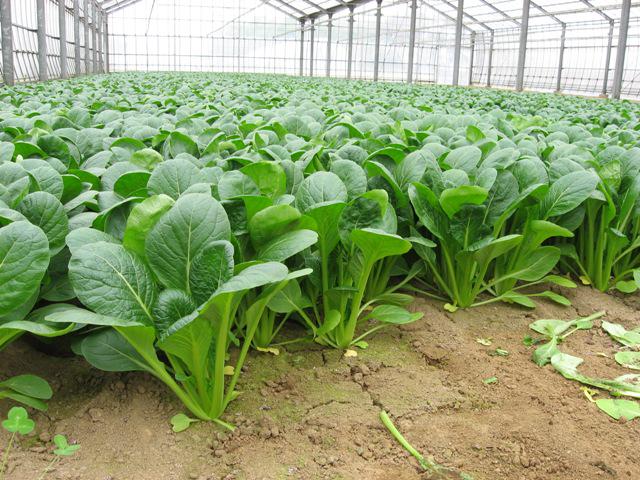 社会人に本当に必要な ほうれんそう とは みんな 大喜利しよう 社会人に本当に必要な ほうれんそう とは みんな 大喜利しよう