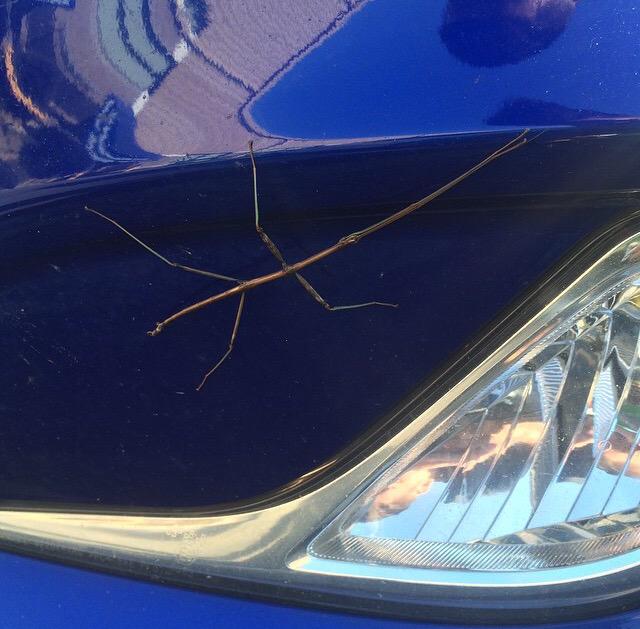 ber_kett's tweet photo. #Bennington #stickbug #stickwalker http://t.co/tElD5eEorW