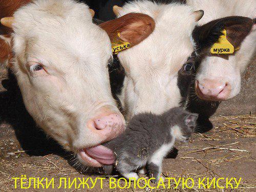 Funnycat2016's tweet photo. #London #USA  #cat #Canada  #Ukraine #Moscow #me #RETWEEET #news  #новости #gerlos  #China 

http://t.co/rYQ1KPfZQ4 http://t.co/YCg8u5cLmx