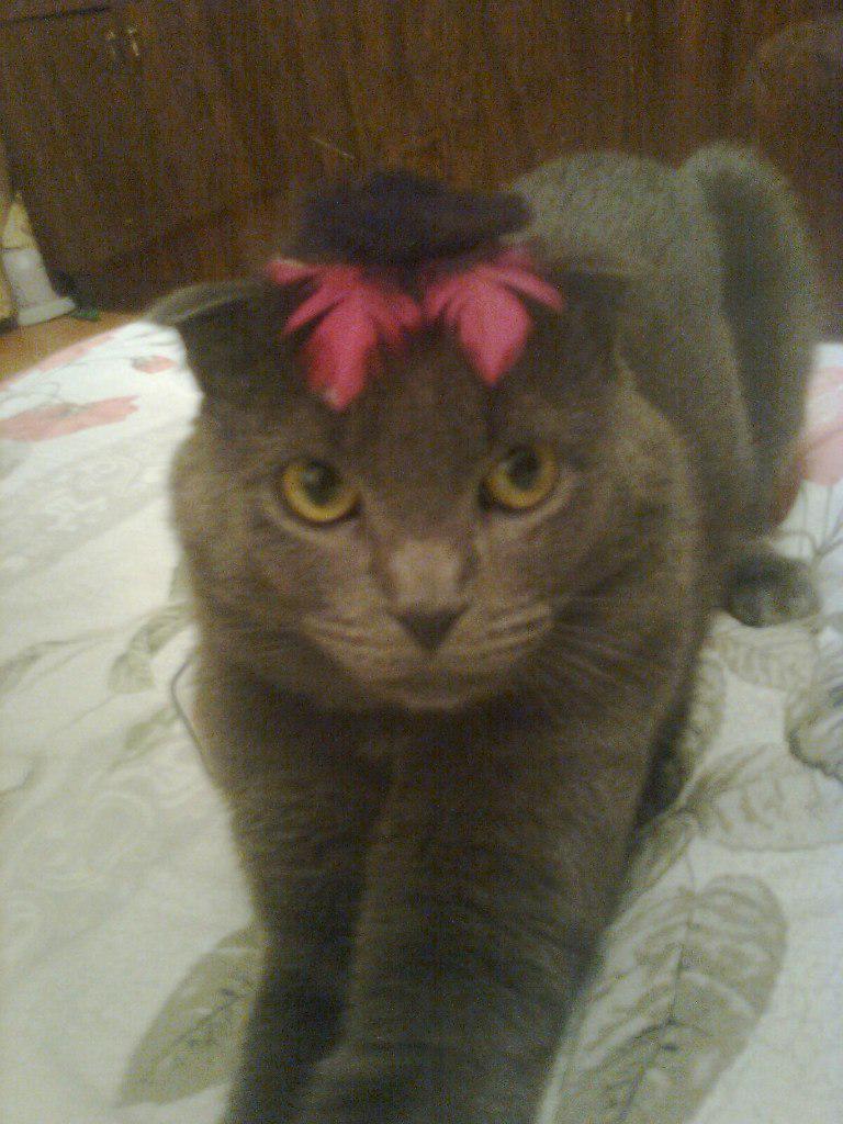 #London #USA  #cat #Canada  #Ukraine #Moscow #me #RETWEEET #news  #новости #gerlos  #China 

cat.serial-tnt-ctc.ru/photo-gallery-…