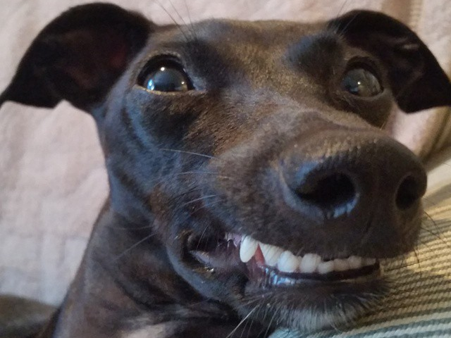 Happy #Friday! Wait I'm a dog... everyday is Friday. (Pic: Pepper &amp; Penny)