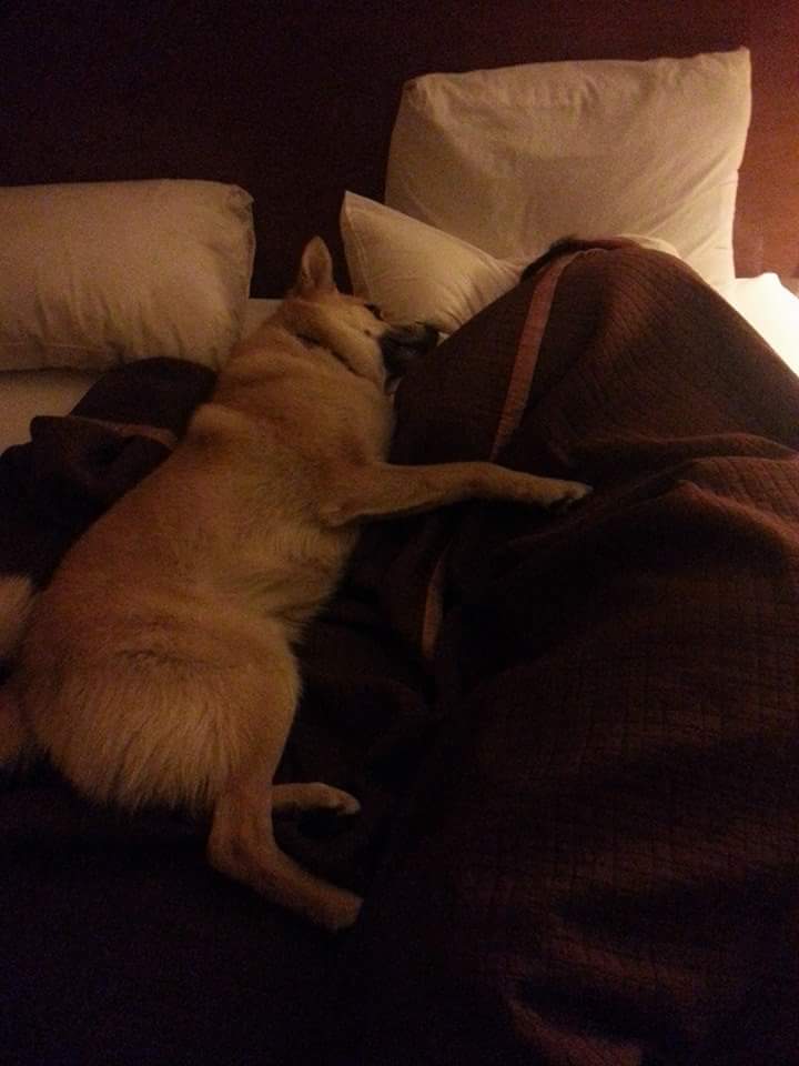 klubk9's tweet photo. Cuddling with my mom last night. :) http://t.co/6HOUxkXlAw