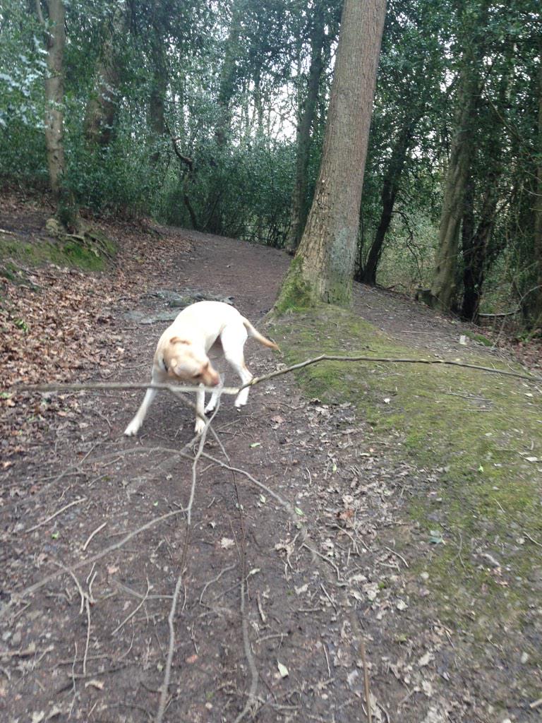 myla_labrador's tweet photo. Never a small stick always a big branch!! #woods #branchtraining #yellowlab http://t.co/XPhlarn4aR