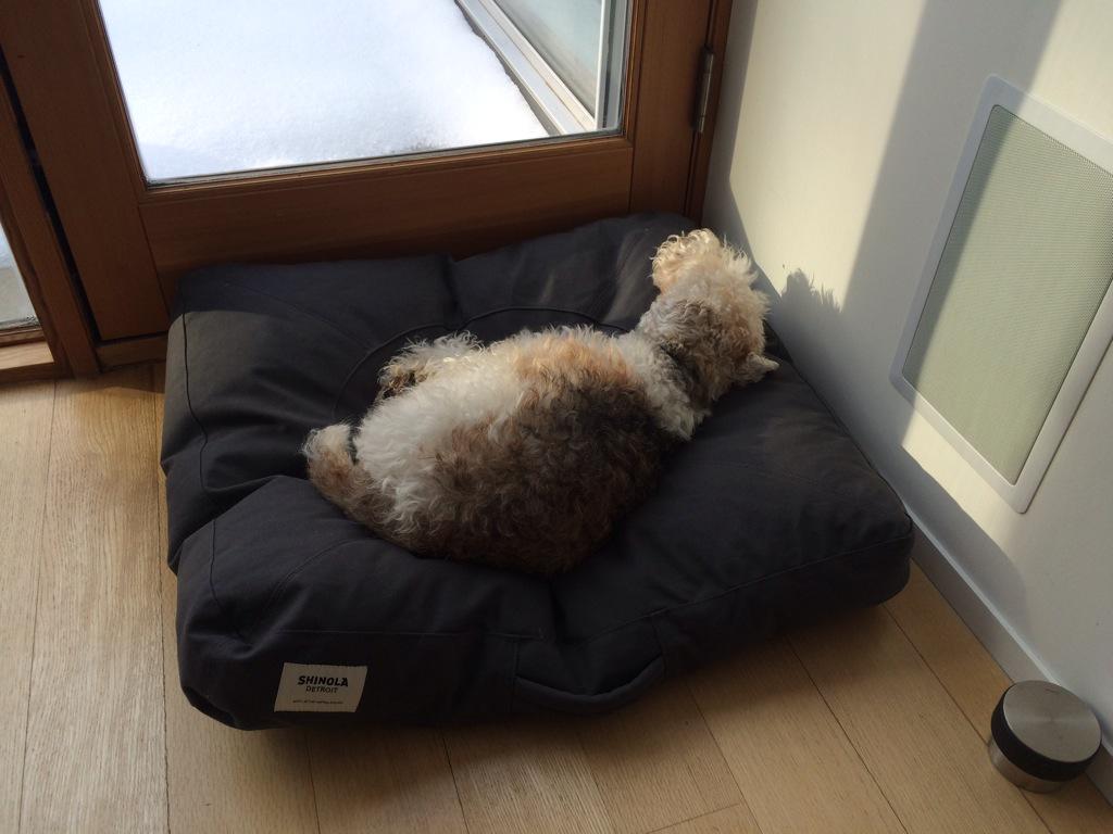 jamesludwig's tweet image. @jamesludwig: Love my @Shinola bed and a bit of warm winter sun. #wirefoxterriers #dogsofwinter