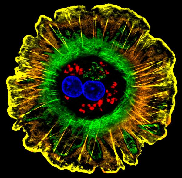 ASCBiology's tweet photo. Hepatocyte #SciArt featured at the @Dulles_Airport by #ASCBmember in collaboration with @NIGMS http://t.co/IPX6vXHv1s http://t.co/puiYzqecqD