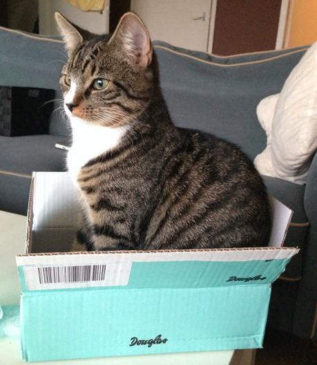mees_koos's tweet photo. Het lekkerste wat er is: zitten in een te kleine doos! #cats #katten #kitten #kartonnendoos #verstoppertje http://t.co/RYDyWtFc6Y