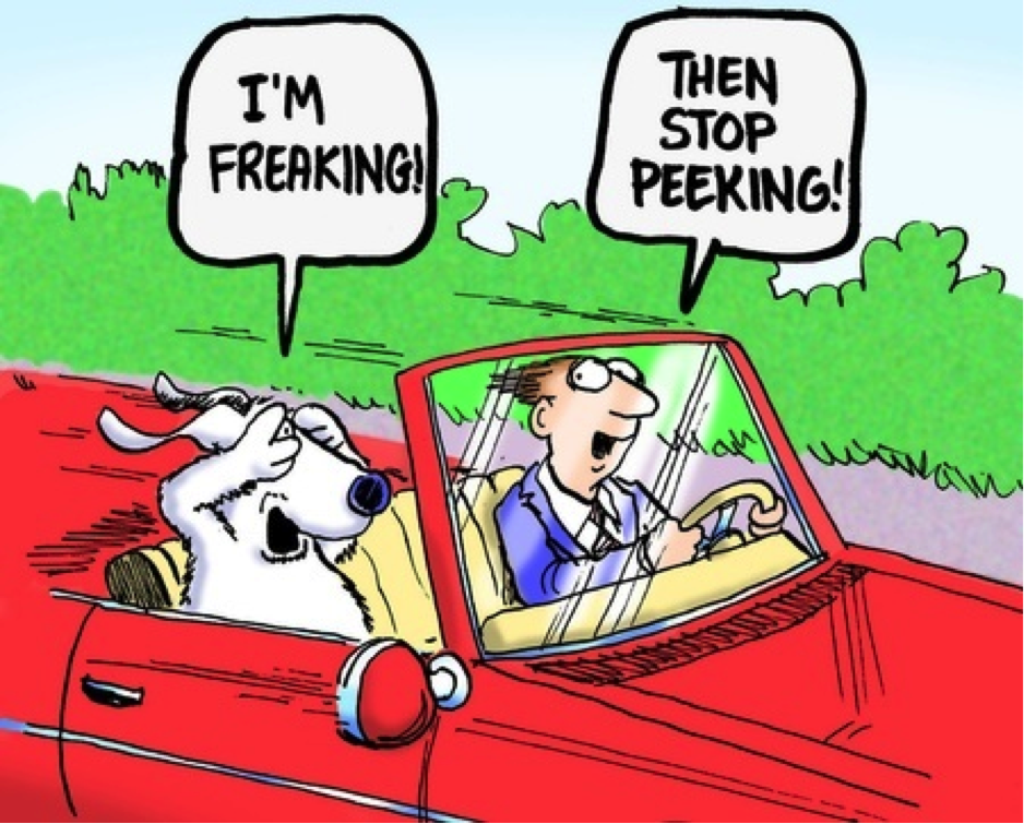 Marcsgarage's tweet photo. #FridayFunny Who else knows an overly anxious backseat driver? http://t.co/fPa6yqbkyo