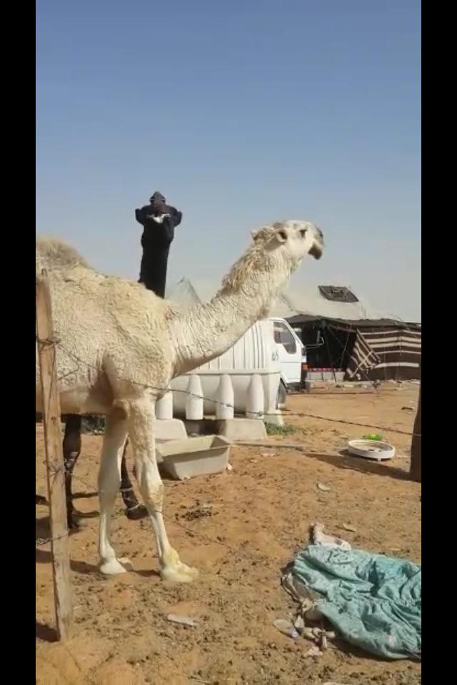 19Sub's tweet image. @19Sub: قعود فردي كفو أبوة الباتل مشروط ولاد معنا السن حق ج ٠٥٥٥٢٨١٩٠٢ http://t.co/VsYoRkr0Db@ABL_511