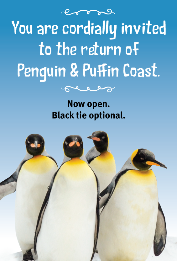 STLPenguin's tweet image. We're back!!!