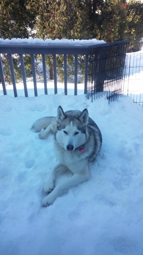 Layla_the_Husky's tweet photo. Laying in the snow is so relaxing, I can barely keep my eyes open. #snowdog #huskylove #relaxation http://t.co/EqRtVDi0Uz