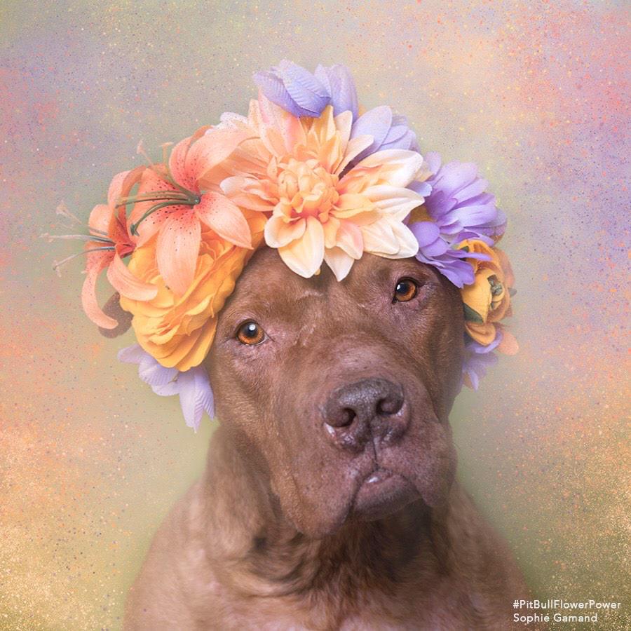 Heroin overdose survivor. #pitbullflowerpower #AdoptDontShop <a href="/Mrbonesandco/">Mr. Bones & Co.</a>