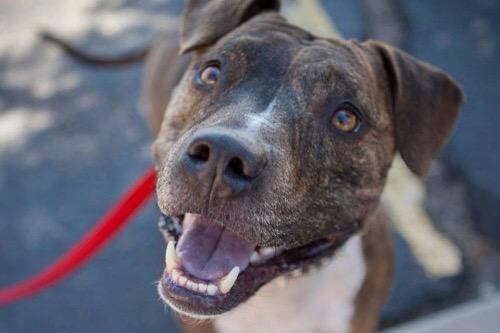 petsarefound's tweet photo. #AdoptSherlock : You can share to all social media &amp; email from Sherlock's webpage http://t.co/Z0jo8cmY0i thank you! http://t.co/c5GAMMciaU