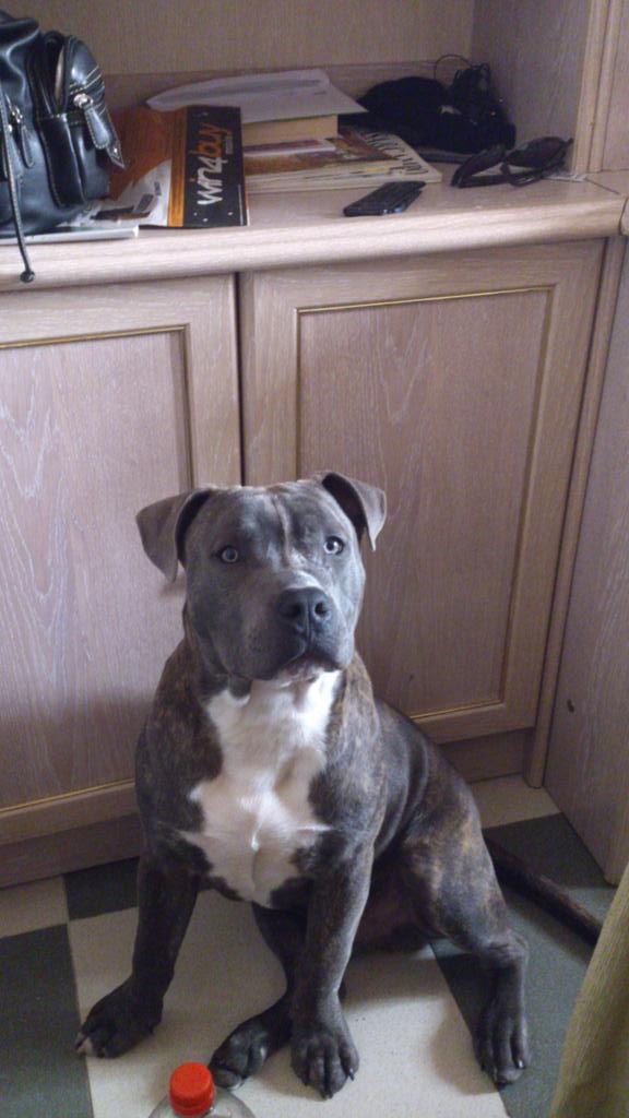 ireevivelavida's tweet photo. Lo mas bonito que hay en perro #xulakooo http://t.co/hUzTcLchuM