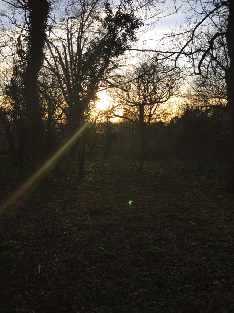 Out in Foster park woods.. Catching the sun set!! ❤️❤️❤️