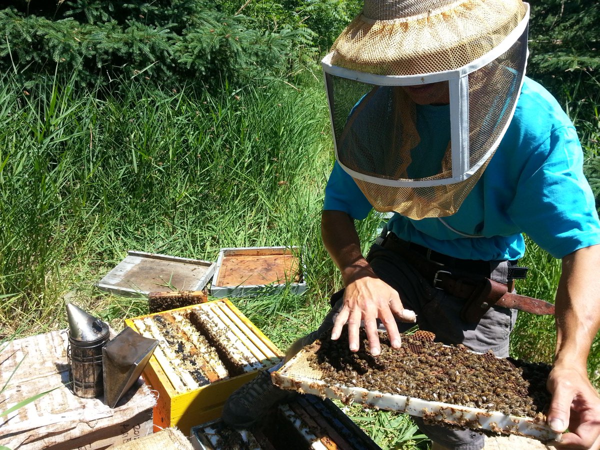 gilbegin's tweet photo. Ce week-end à La semaine Verte, une émission entière consacrée au déclin des abeilles http://t.co/VOv2K4t4yN http://t.co/ePFNGq8roB