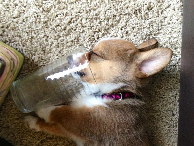 BuzzFeed's tweet photo. 21 Reasons Puppies Are Basically Furry Drunk People
http://t.co/E2cIuh7lRU http://t.co/JZk43ge6uB