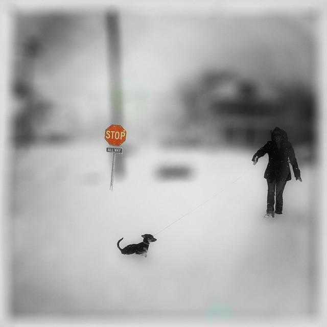 kimartino_Hipst's tweet photo. Picture edited with #ColorStrokes #Stop #Snow #puppy #bw #Hipstafiend #iphonography #iPhoneography #igers #iPhonear… http://t.co/uu1D3SRvRn