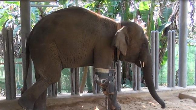 three legged elephant