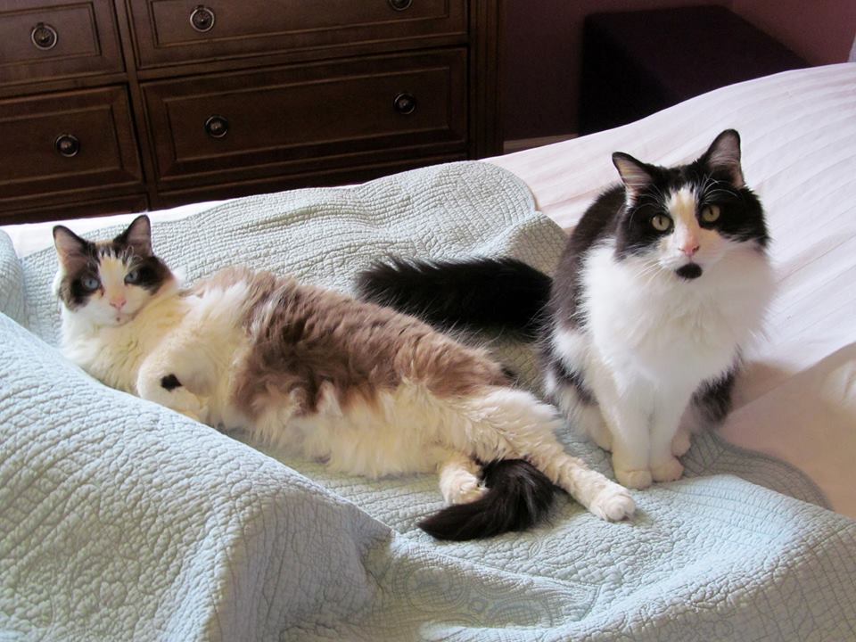  Menorah & Dreidel say happy belated birthday!!!!! (Menorah wants a tummy rub too! LOL) 