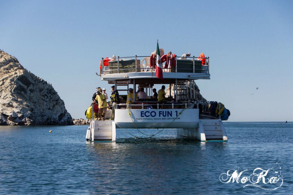 ecofuntrips's tweet photo. #ecofunrentals #mexico #birdisland #rockypoint FIND US @Facebook.com/Ecofunrentals #advanture #springbreak http://t.co/87watAqI8Z