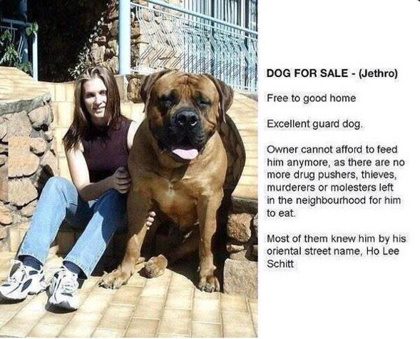 CauseWereGuys's tweet photo. DOG FOR SALE http://t.co/OGMWuREFRd