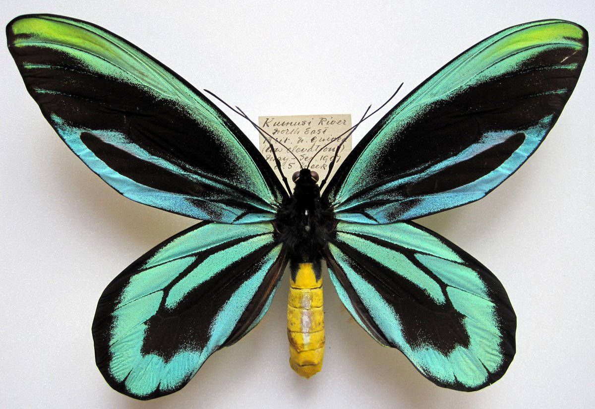 Beraland's tweet photo. ¿Sabias qué la mariposa más grande es la Ornithoptera alexandrae, la reina Alejandra? http://t.co/Zo7P4Uw1e1